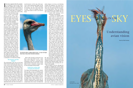 Understanding Avian Vision