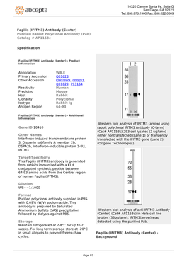 (IFITM3) Antibody (Center) Purified Rabbit Polyclonal Antibody (Pab) Catalog # Ap1153c