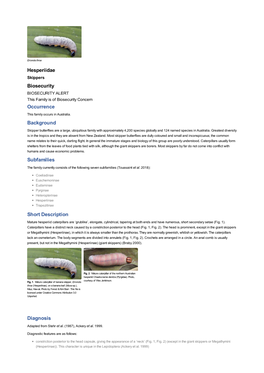 Hesperiidae Biosecurity Occurrence Background Subfamilies Short