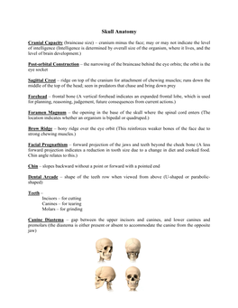 Skull Anatomy