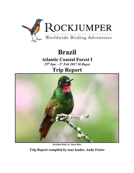 Brazil Atlantic Coastal Forest I 25Th Jan – 1St Feb 2017 (8 Days) Trip Report