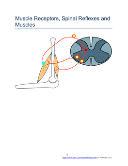 Muscle Receptors, Spinal Reflexes and Muscles