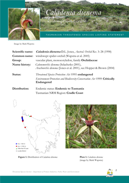 Caladenia Dienema Listingcaladenia Statement for Dienema (Windswept Spider-Orchid)