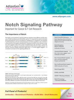 Notch Signaling Pathway Important for Cancer & T Cell Research