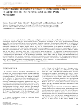 Experimental Induction of BMP-4 Expression Leads to Apoptosis In