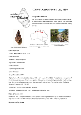 Thiara Australis Lea & Lea, 1850