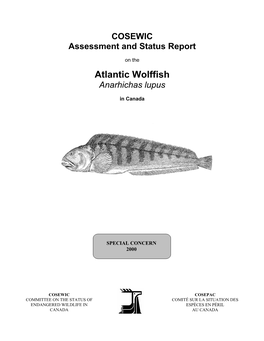 Atlantic Wolffish Anarhichas Lupus