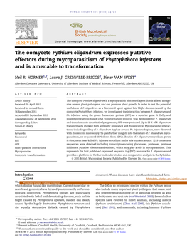 The Oomycete Pythium Oligandrum Expresses Putative Effectors During Mycoparasitism of Phytophthora Infestans and Is Amenable to Transformation