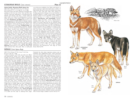 ETHIOPIAN WOLF Canis Simensis Plate 42 DINGO Canis Lupus Dingo
