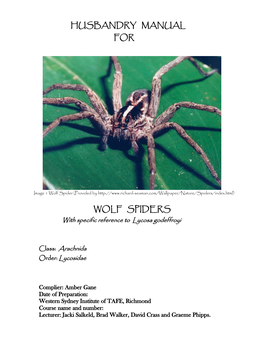 Wolf Spider (Provided By
