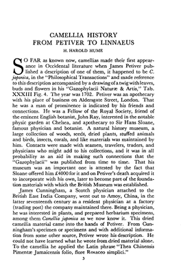 Camellia History from Petiver to Linnaeus H