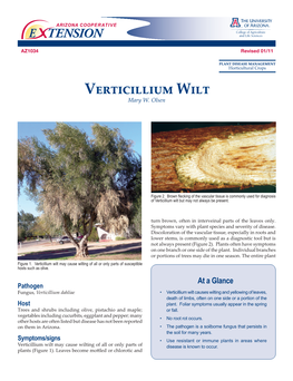 Verticillium Wilt Mary W