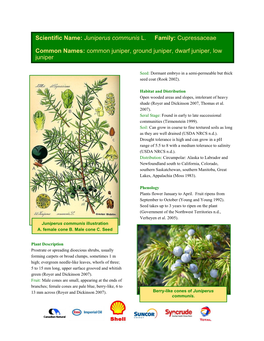 Juniperus Communis L