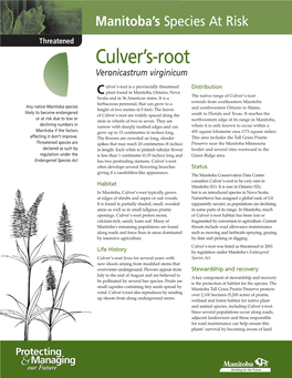 Culver's-Root