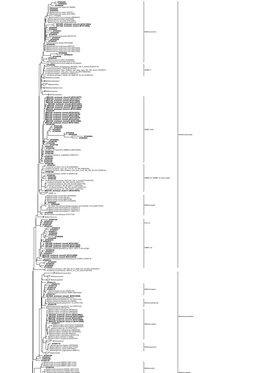 Methanosarcina Mazei