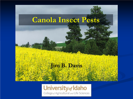 Canola Insect Pests