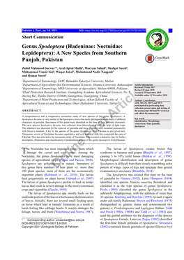 Genus Spodoptera (Hadeninae: Noctuidae: Lepidoptera): a New Species from Southern Punjab, Pakistan