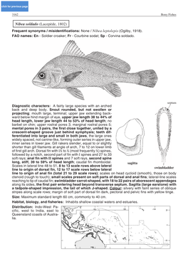 Nibea Soldado (Lacepède, 1802) Frequent Synonyms / Misidentifications: None / Nibea Leptolepis (Ogilby, 1918)