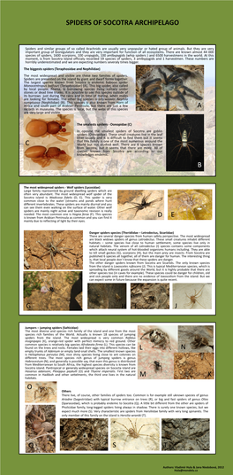 Spiders of Socotra Archipelago