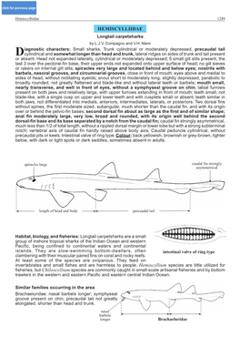 Hemiscylliidae 1249