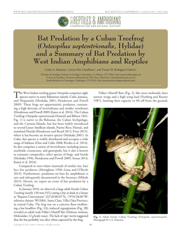 Bat Predation by a Cuban Treefrog