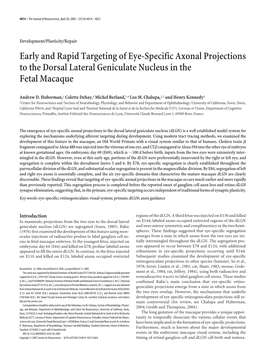 Early and Rapid Targeting of Eye-Specific Axonal Projections to the Dorsal Lateral Geniculate Nucleus in the Fetal Macaque