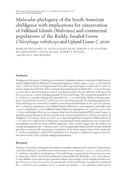 Molecular Phylogeny of the South American Sheldgeese With