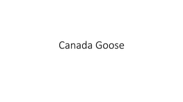 Canada Goose Canada Goose Appearance Canada Geese Are Big Waterbirds with a Long Neck, Large Body, Large Webbed Feet, and Wide, Flat Bill