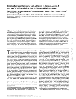 Binding Between the Neural Cell Adhesion Molecules Axonin-1 and Nr-CAM/Bravo Is Involved in Neuron-Glia Interaction Daniel M