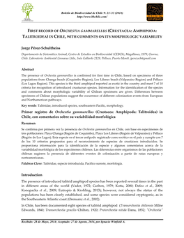 Crustacea: Amphipoda: Talitroidea) in Chile, with Comments on Its Morphologic Variability