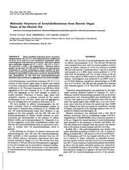 Molecular Structures of Acetylcholinesterase from Electric