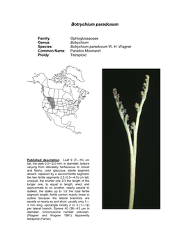 Botrychium Paradoxum