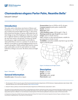 Chamaedorea Elegans Parlor Palm, Neanthe Bella1 Edward F