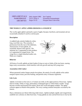 The Wooly Apple Aphid Eriosoma Lanigerum