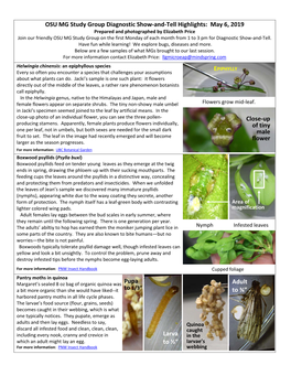 May 6, 2019 Close-Up of Tiny Male Flower Adult to ¾” Larva to ½”