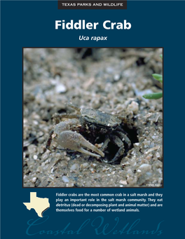 Fiddler Crab Uca Rapax