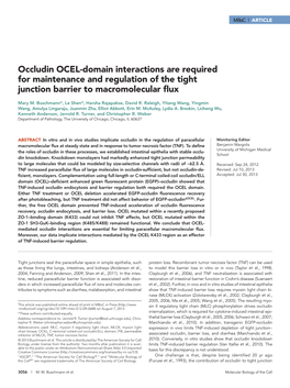 Occludin OCEL-Domain Interactions Are Required for Maintenance and Regulation of the Tight Junction Barrier to Macromolecular Flux