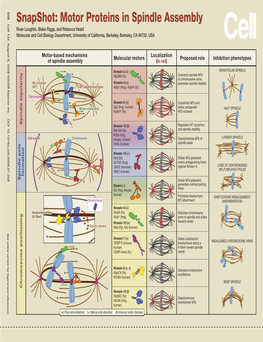 Snapshot: Motor Proteins in Spindle Assembly