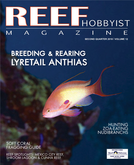 Lyretail Anthias