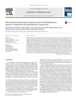 The Branched Mitochondrial Respiratory Chain from Debaryomyces Hansenii: Components and Supramolecular Organization