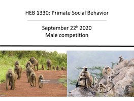 Primate Social Behavior September 22H 2020 Male Competition