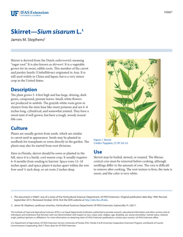 Skirret—Sium Sisarum L.1 James M