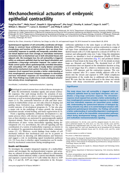 Mechanochemical Actuators of Embryonic Epithelial Contractility