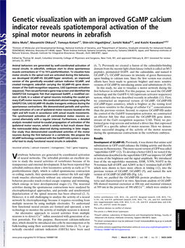 Genetic Visualization with an Improved Gcamp Calcium Indicator Reveals Spatiotemporal Activation of the Spinal Motor Neurons in Zebraﬁsh