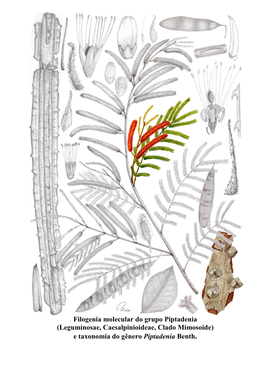 (Leguminosae, Caesalpinioideae, Clado Mimosoide) E Taxonomia Do Gênero Piptadenia Benth