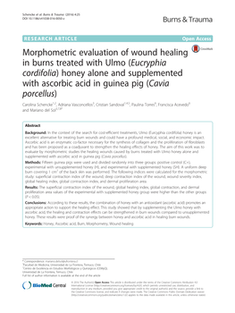 Morphometric Evaluation of Wound Healing in Burns