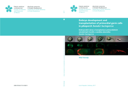 Embryo Development and Transplantation of Primordial Germ Cells in Pikeperch Sander Lucioperca