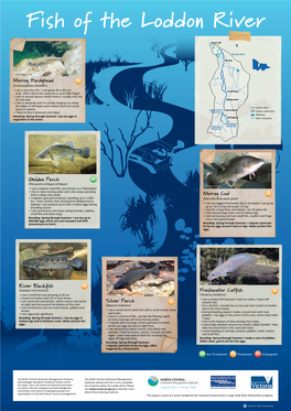 Fish of the Loddon River Poster