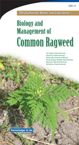 Common Ragweed