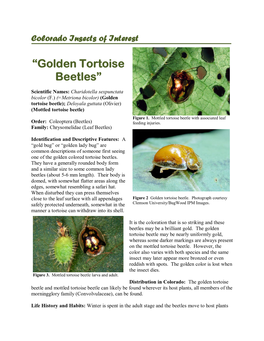 Golden Tortoise Beetles”